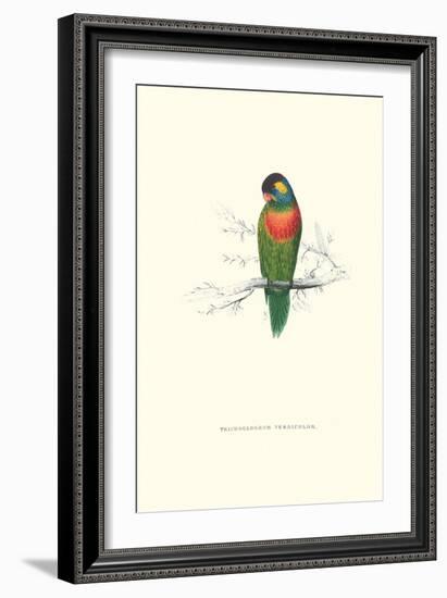 Variegated Parakeet - Trichoglossus Versicolor-Edward Lear-Framed Art Print