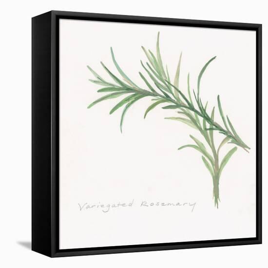 Variegated Rosemary-Chris Paschke-Framed Stretched Canvas