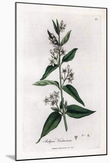 Variete D'asclepias - Swallowwort, Asclepias Vincetoxicum. Handcoloured Copperplate Engraving from-James Sowerby-Mounted Giclee Print