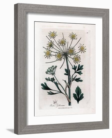 Variete Umbellifere Producing Resin Gum - Lovage-Leaved Bubon, Bubon Galbanum. Handcoloured Copperp-James Sowerby-Framed Giclee Print