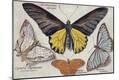 Premium Giclee Print