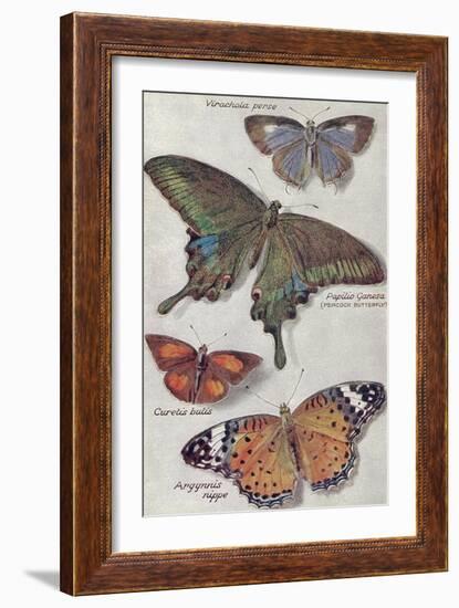 Varieties of Butterfly-null-Framed Art Print