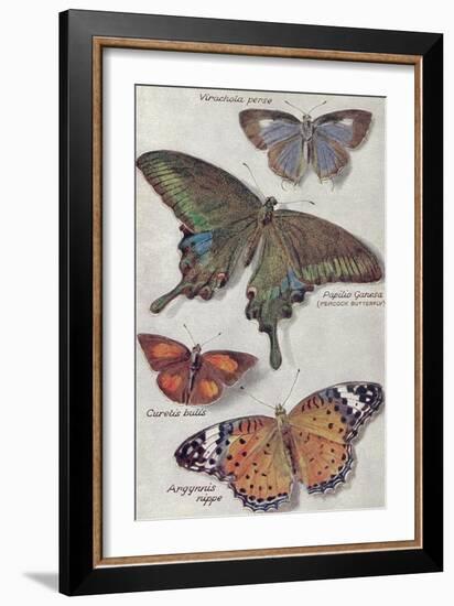 Varieties of Butterfly-null-Framed Art Print