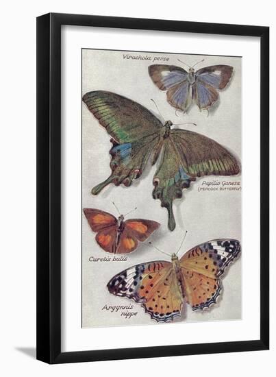 Varieties of Butterfly-null-Framed Art Print