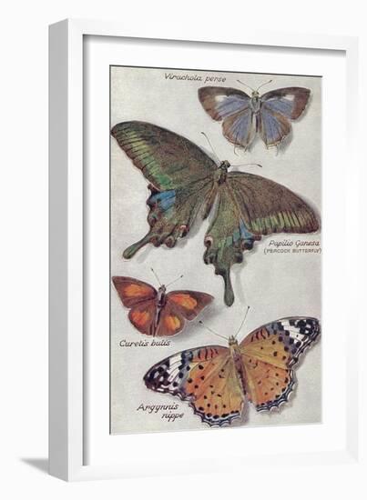 Varieties of Butterfly-null-Framed Art Print