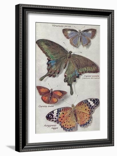 Varieties of Butterfly-null-Framed Art Print