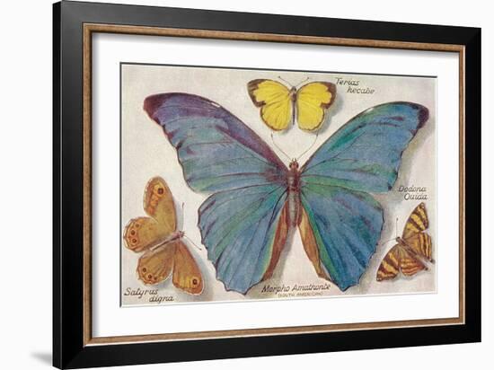 Varieties of Butterfly-null-Framed Art Print