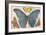 Varieties of Butterfly-null-Framed Art Print