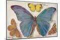 Premium Giclee Print
