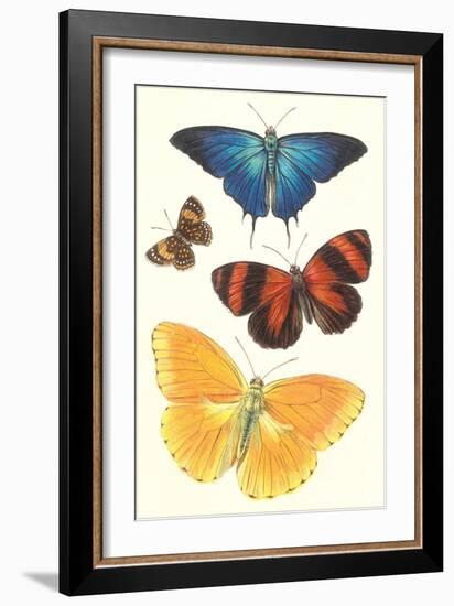 Varieties of Butterfly-null-Framed Art Print