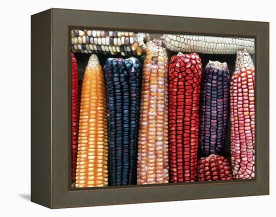 Varieties of Corn that Lacandons Grow in Their Milpas, Selva Lacandona, Naha, Chiapas, Mexico-Russell Gordon-Framed Premier Image Canvas