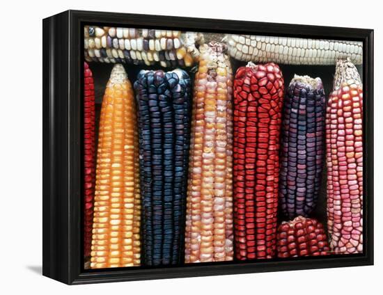 Varieties of Corn that Lacandons Grow in Their Milpas, Selva Lacandona, Naha, Chiapas, Mexico-Russell Gordon-Framed Premier Image Canvas