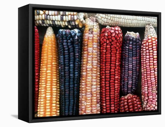 Varieties of Corn that Lacandons Grow in Their Milpas, Selva Lacandona, Naha, Chiapas, Mexico-Russell Gordon-Framed Premier Image Canvas