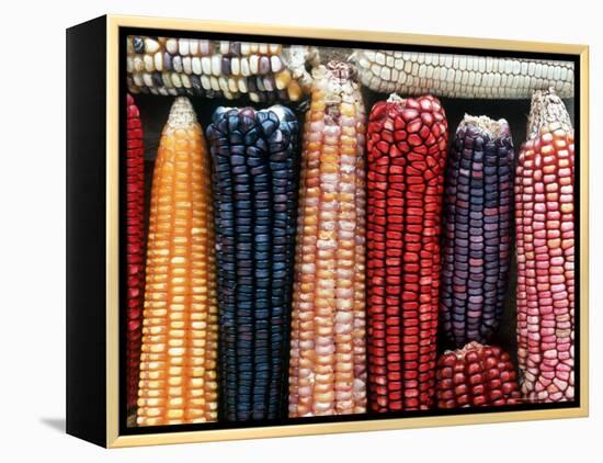 Varieties of Corn that Lacandons Grow in Their Milpas, Selva Lacandona, Naha, Chiapas, Mexico-Russell Gordon-Framed Premier Image Canvas