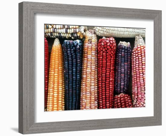 Varieties of Corn that Lacandons Grow in Their Milpas, Selva Lacandona, Naha, Chiapas, Mexico-Russell Gordon-Framed Photographic Print