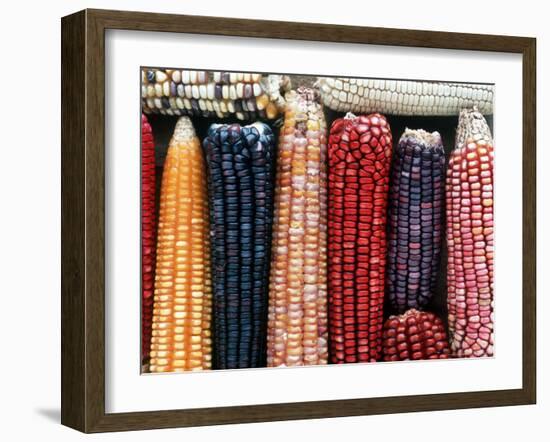 Varieties of Corn that Lacandons Grow in Their Milpas, Selva Lacandona, Naha, Chiapas, Mexico-Russell Gordon-Framed Photographic Print