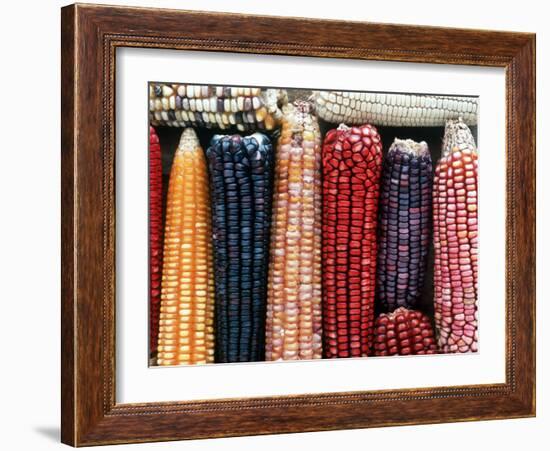 Varieties of Corn that Lacandons Grow in Their Milpas, Selva Lacandona, Naha, Chiapas, Mexico-Russell Gordon-Framed Photographic Print