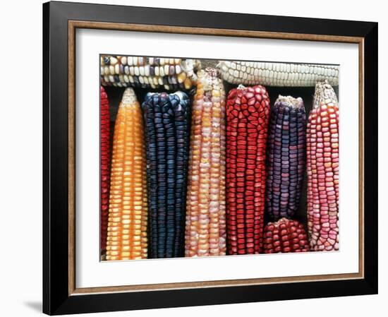 Varieties of Corn that Lacandons Grow in Their Milpas, Selva Lacandona, Naha, Chiapas, Mexico-Russell Gordon-Framed Photographic Print