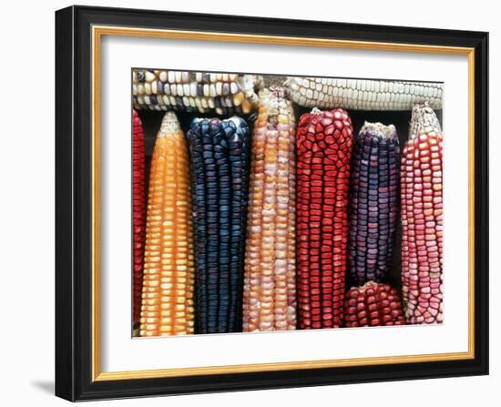 Varieties of Corn that Lacandons Grow in Their Milpas, Selva Lacandona, Naha, Chiapas, Mexico-Russell Gordon-Framed Photographic Print