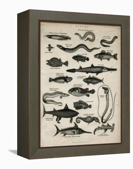 Varieties of Fish-null-Framed Stretched Canvas