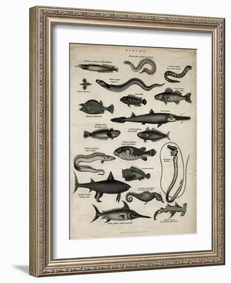 Varieties of Fish-null-Framed Art Print