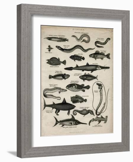 Varieties of Fish-null-Framed Art Print