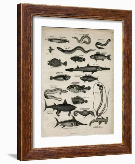 Varieties of Fish-null-Framed Art Print