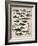 Varieties of Fish-null-Framed Art Print