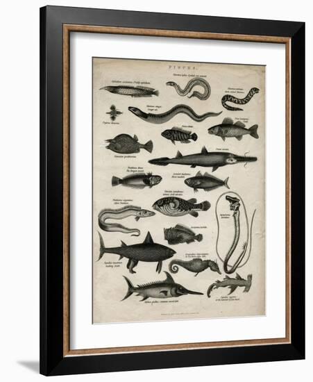 Varieties of Fish-null-Framed Art Print