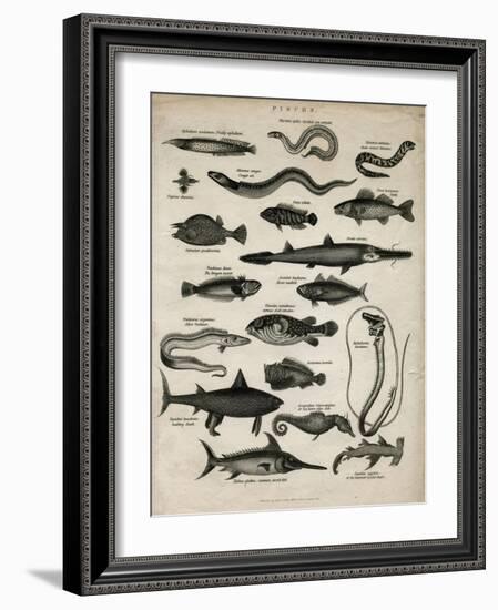 Varieties of Fish-null-Framed Art Print