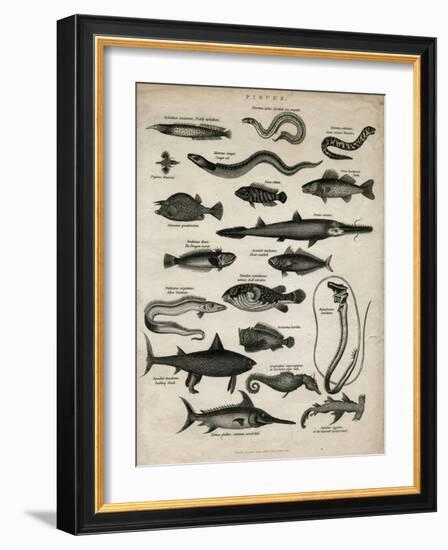 Varieties of Fish-null-Framed Art Print