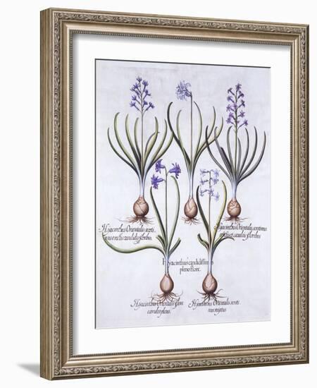 Varieties of Hyacinth with Bulb, from 'Hortus Eystettensis', by Basil Besler (1561-1629), Pub. 1613-German School-Framed Giclee Print