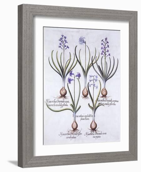 Varieties of Hyacinth with Bulb, from 'Hortus Eystettensis', by Basil Besler (1561-1629), Pub. 1613-German School-Framed Giclee Print