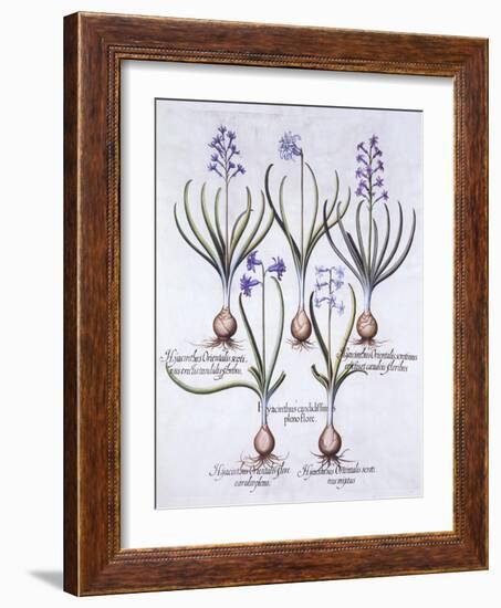 Varieties of Hyacinth with Bulb, from 'Hortus Eystettensis', by Basil Besler (1561-1629), Pub. 1613-German School-Framed Giclee Print