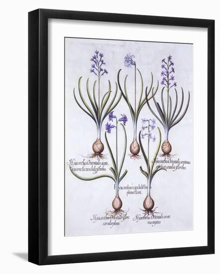 Varieties of Hyacinth with Bulb, from 'Hortus Eystettensis', by Basil Besler (1561-1629), Pub. 1613-German School-Framed Giclee Print