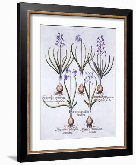 Varieties of Hyacinth with Bulb, from 'Hortus Eystettensis', by Basil Besler (1561-1629), Pub. 1613-German School-Framed Giclee Print