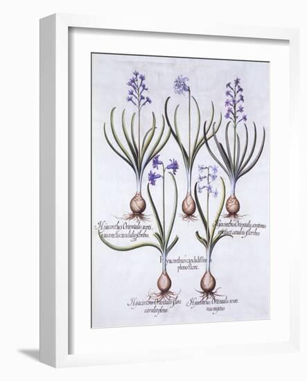 Varieties of Hyacinth with Bulb, from 'Hortus Eystettensis', by Basil Besler (1561-1629), Pub. 1613-German School-Framed Giclee Print