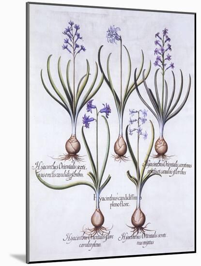 Varieties of Hyacinth with Bulb, from 'Hortus Eystettensis', by Basil Besler (1561-1629), Pub. 1613-German School-Mounted Giclee Print