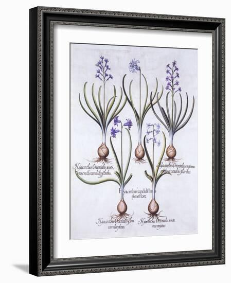 Varieties of Hyacinth with Bulb, from 'Hortus Eystettensis', by Basil Besler (1561-1629), Pub. 1613-German School-Framed Giclee Print