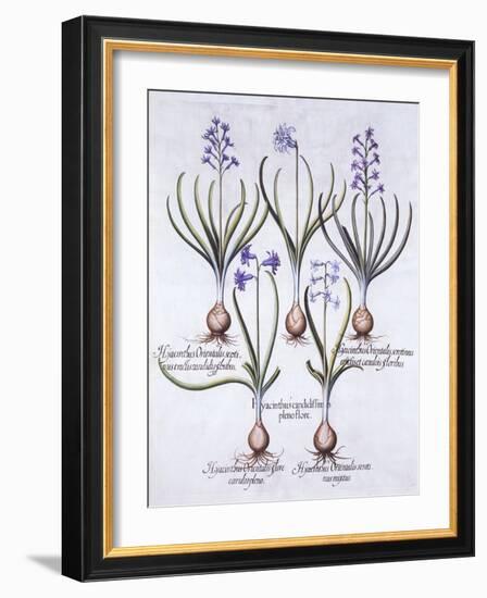 Varieties of Hyacinth with Bulb, from 'Hortus Eystettensis', by Basil Besler (1561-1629), Pub. 1613-German School-Framed Giclee Print