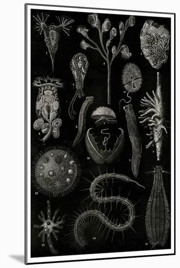 Varieties of Microscopic Marine Organisms, 1900 (Litho)-German School-Mounted Giclee Print