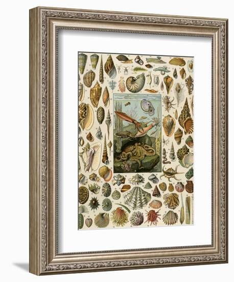 Varieties of Molluscs, Including Scallop, Clam, Conch, Snail, and Squid-null-Framed Giclee Print