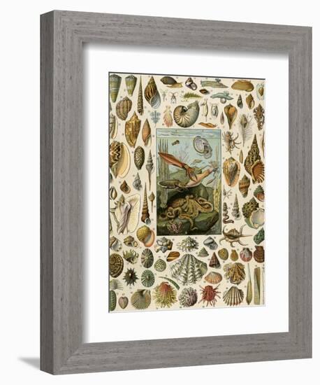 Varieties of Molluscs, Including Scallop, Clam, Conch, Snail, and Squid-null-Framed Giclee Print