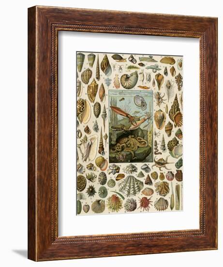 Varieties of Molluscs, Including Scallop, Clam, Conch, Snail, and Squid-null-Framed Giclee Print