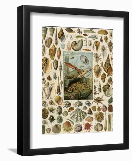 Varieties of Molluscs, Including Scallop, Clam, Conch, Snail, and Squid-null-Framed Giclee Print