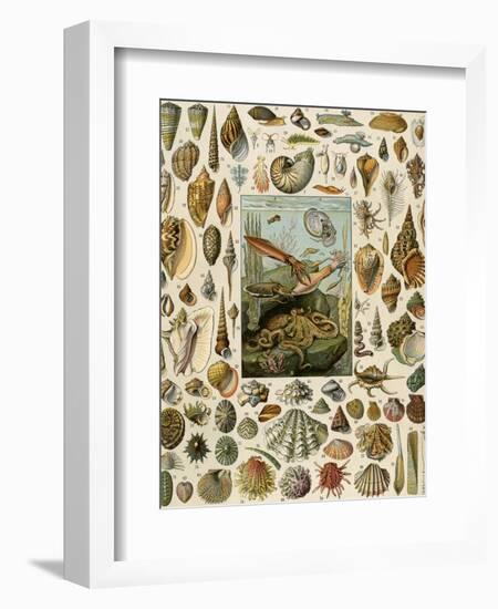 Varieties of Molluscs, Including Scallop, Clam, Conch, Snail, and Squid-null-Framed Giclee Print