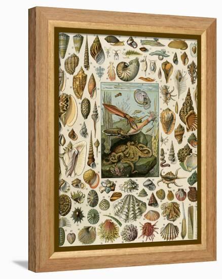 Varieties of Molluscs, Including Scallop, Clam, Conch, Snail, and Squid-null-Framed Premier Image Canvas