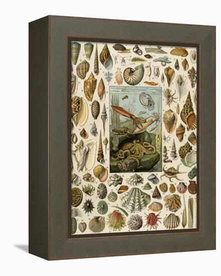 Varieties of Molluscs, Including Scallop, Clam, Conch, Snail, and Squid-null-Framed Premier Image Canvas