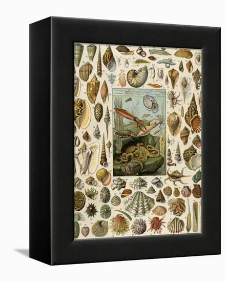 Varieties of Molluscs, Including Scallop, Clam, Conch, Snail, and Squid-null-Framed Premier Image Canvas