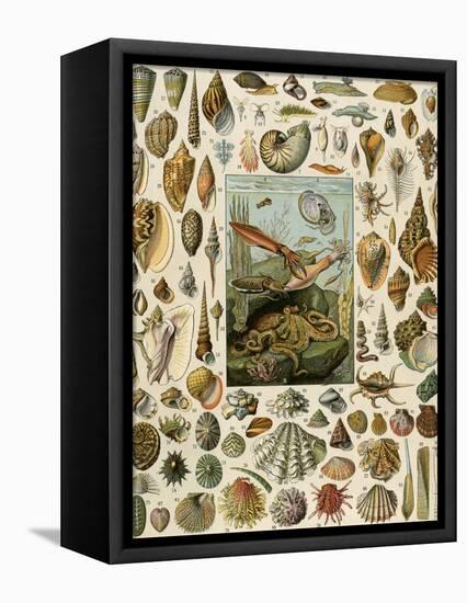 Varieties of Molluscs, Including Scallop, Clam, Conch, Snail, and Squid-null-Framed Premier Image Canvas